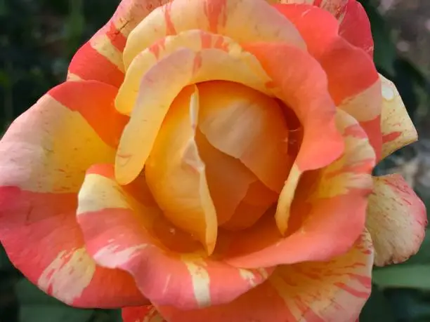 Closeup of gorgeous blooming orange bi-colored rose flower