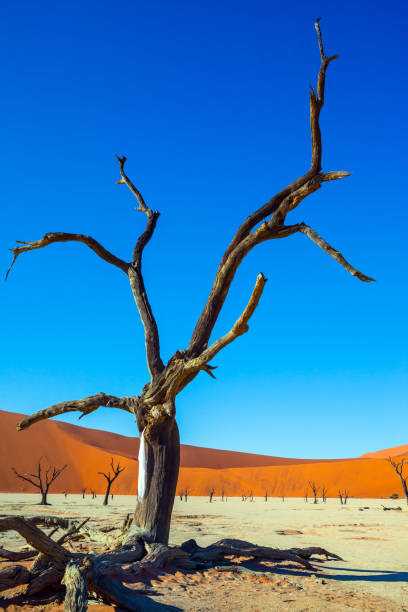 istock The bottom of dry dead lake 1220382408