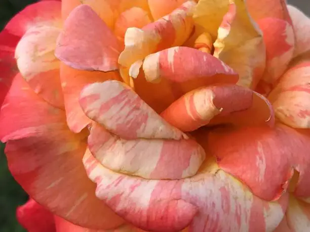 Closeup of fleshy orange red multicolored rose bloom