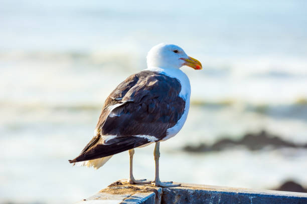 istock Sea gulls feed on the seashore 1220382469