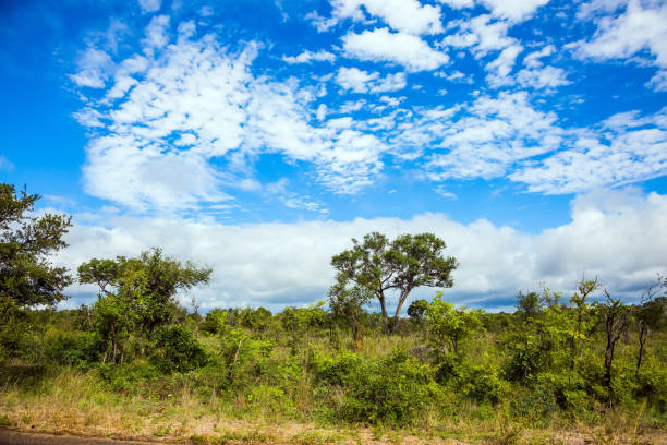 istock The famous Kruger Park 1220382479
