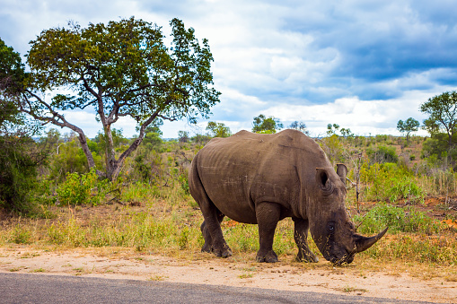 Famous Kruger Park. Travel to South Africa. African white rhino with powerful horn on its nose grazes near a dirt road. Cloudy summer day. The concept of exotic, ecological and photo tourism