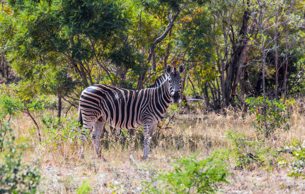istock The zebra graze in the green bushes 1220382495