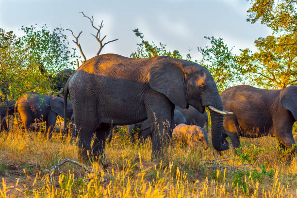 istock The herd of African savannah elephants 1220382741