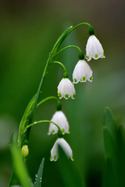 istock Leucojum vernum / Snowflake 1220383130