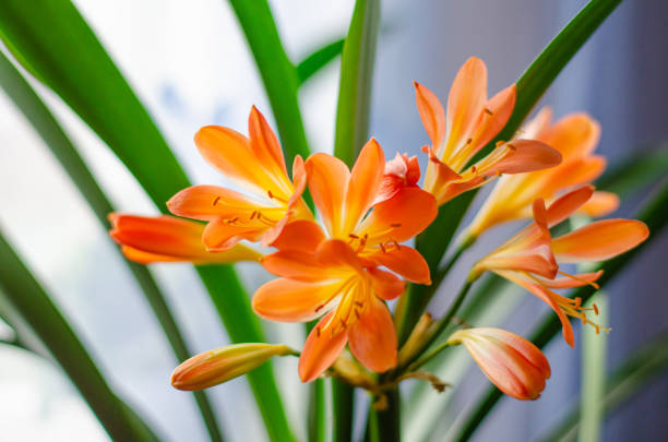 clivia miniata flores laranja estão no parapeito da janela. fundo natural, conceito de jardinagem - kaffir lily - fotografias e filmes do acervo