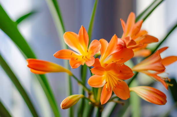 clivia miniata flores laranja estão no parapeito da janela. fundo natural, conceito de jardinagem - kaffir lily - fotografias e filmes do acervo