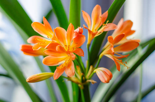 clivia miniata fleurs orange sont sur le rebord de la fenêtre. fond naturel, concept de jardinage - kaffir lily photos et images de collection