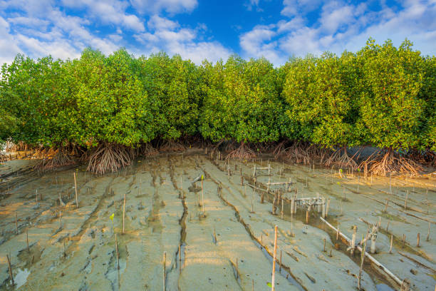 istock Mangrove forest topical rainforest for background design Thailand 1220385287
