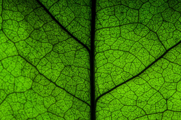 istock Macro Photo Of Natural Green Leaf Pattern 1220385367
