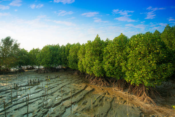 istock Mangrove forest topical rainforest for background design Thailand 1220385395