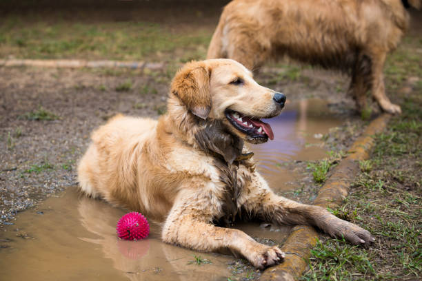 istock Golden Retriever cooling down in a mud puddle on a hot day 1220388003