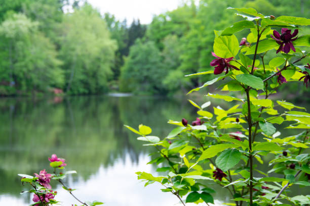 Carolina Allspice in bloom pondside calycanthus floridus A view of a Carolina Allspice plant in bloom on edge of tranquil pond with spring foliage on trees in background allspice stock pictures, royalty-free photos & images