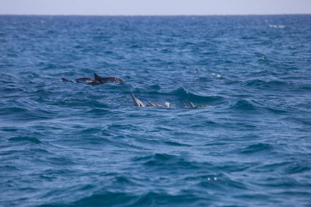 istock Dolphins , Mediterrean sea 1220388266
