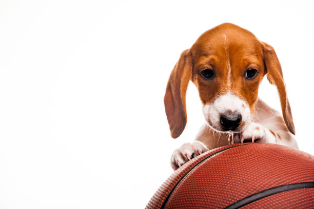 istock image of dog basketball white background 1220388773