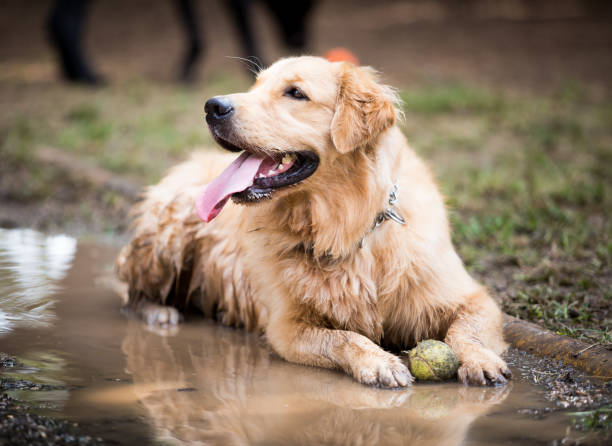 istock Golden Retriever cooling down in a mud puddle on a hot day 1220388788
