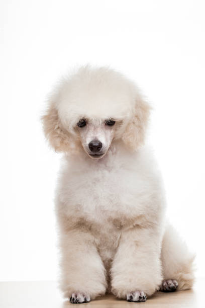 istock image of dog white background 1220388810