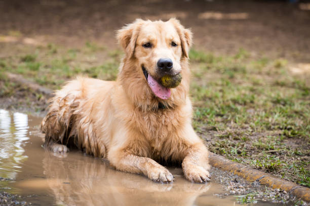 istock Golden Retriever cooling down in a mud puddle on a hot day 1220388856
