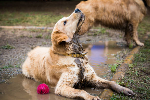 istock Golden Retriever cooling down in a mud puddle on a hot day 1220389378