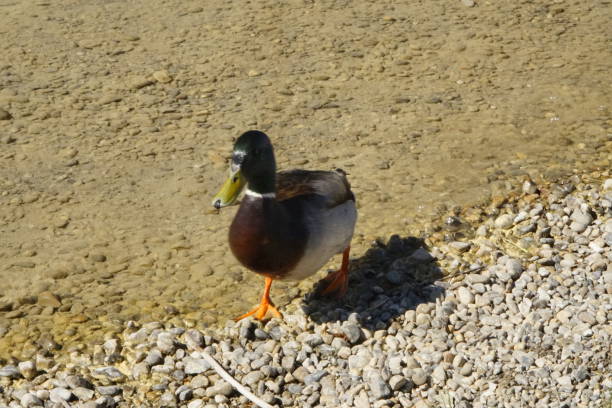istock Beautiful duck on a Beach at a lake 1220389536