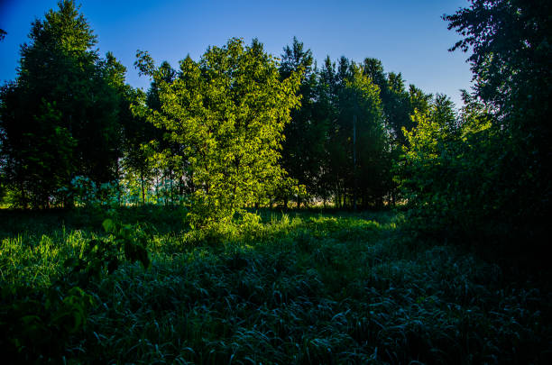 Birch grove at dawn. A warm summer morning. Fields and meadows with green grass