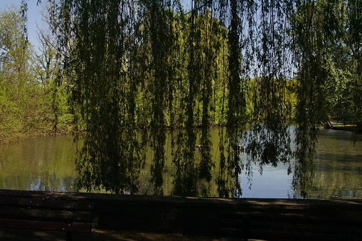 Weeping willow at a lake in the backlight