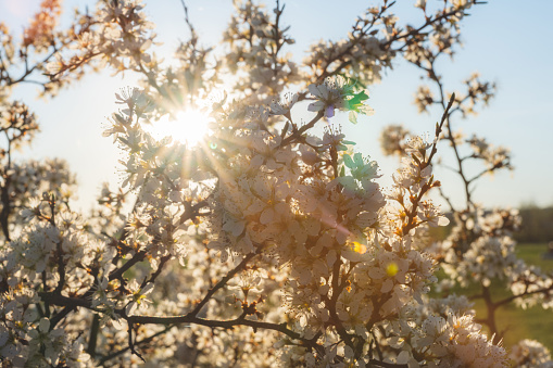 Beautifully blooming blackthorn with white flowers in the evening backlight