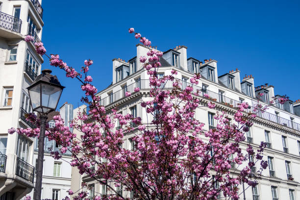 istock Cherry blossom at spring in Paris, France 1220391288