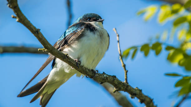 istock Barn Swallow on a branch portrait 1220391955