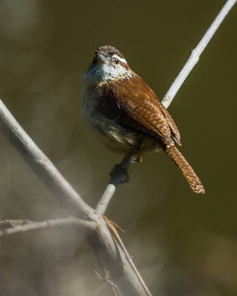 istock Warbler bird singing and building nest 1220391995