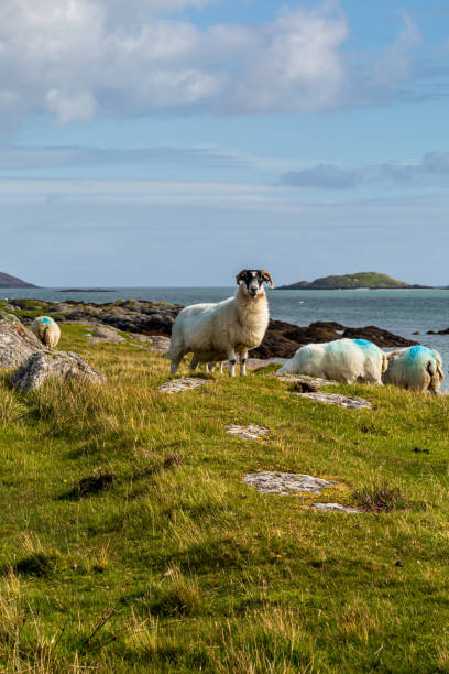 istock Sheep in the Western Isles 1220393217