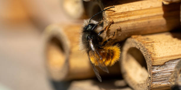 крупным планом пчел опыления древесины - animal beautiful beauty in nature bee стоковые фото и изображения