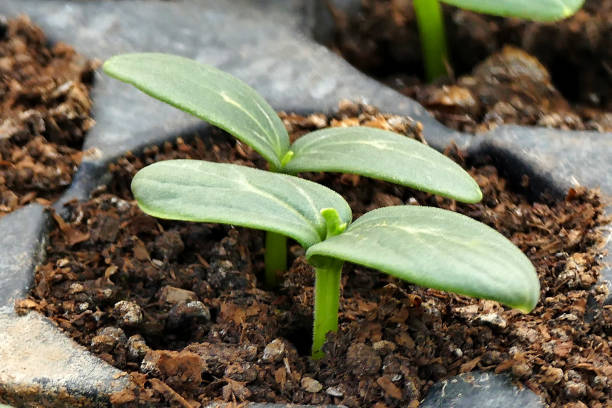 istock growing vegetable seedlings for the hobby garden, vegetable seedlings in plastic viola, 1220393403