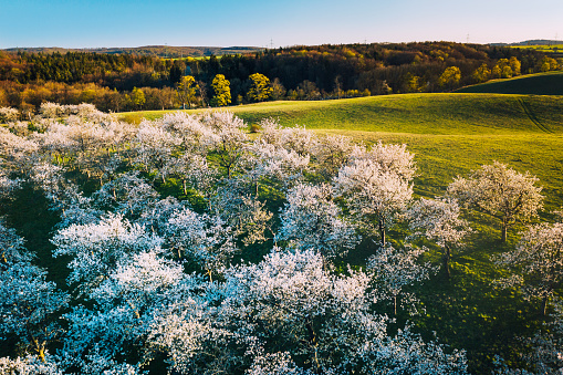 aerial view of cherry tree orchards blossoming in spring