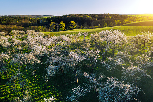 aerial view of cherry tree orchards blossoming in spring