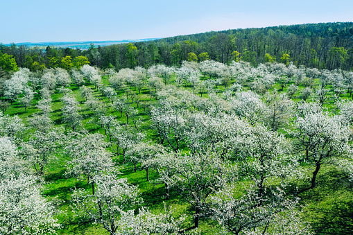 White pink flowers of the apple tree variety Bashkirskiy krasavets (Bashkir handsome) on blue sky. Blossom, closeup.