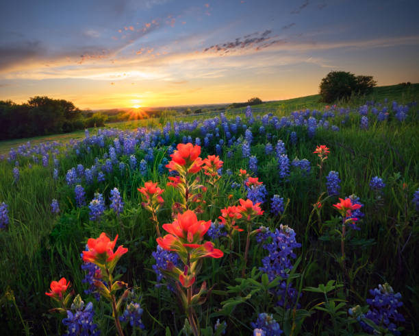 istock Texas Wildflowers at Sunset 1220396100