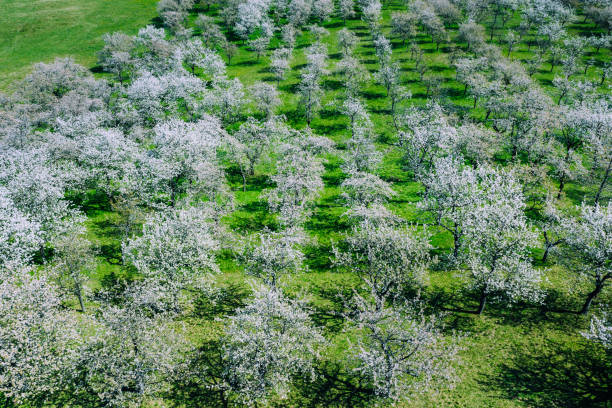istock aerial view of cherry tree orchards blossoming in spring 1220396107