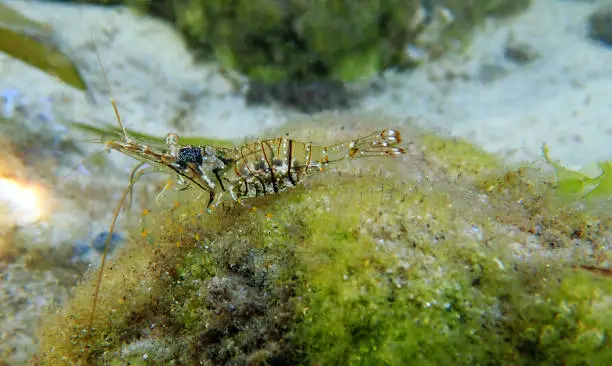 Photo of European rock pool shrimp - Palaemon elegans