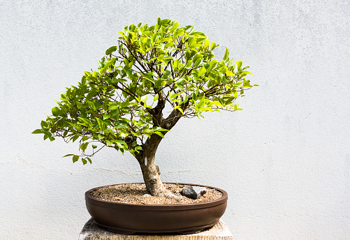 Little bonsai tree