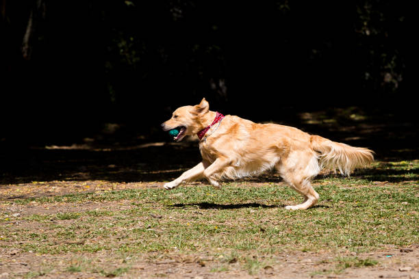 Golden Retriever playing with a ball.