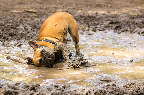 französische bulldogge mit spaß in einer schlammpfütze - mud stock-fotos und bilder