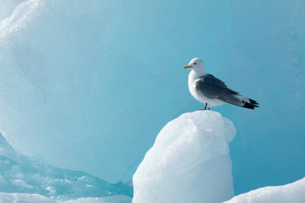 istock Black-legged kittiwake (Rissa tridactyla) sits on an ice chunk above the ocean 1220398923