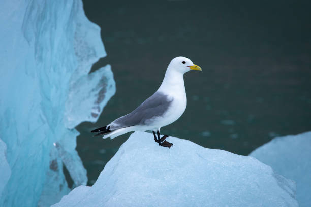 istock Black-legged kittiwake (Rissa tridactyla) sits on an ice chunk 1220398931