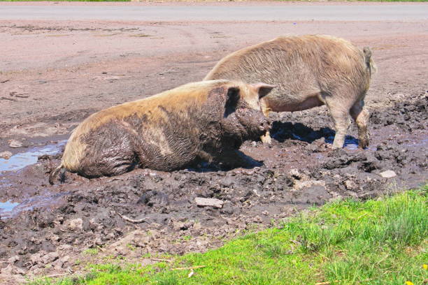 Two pigs laying in a dust