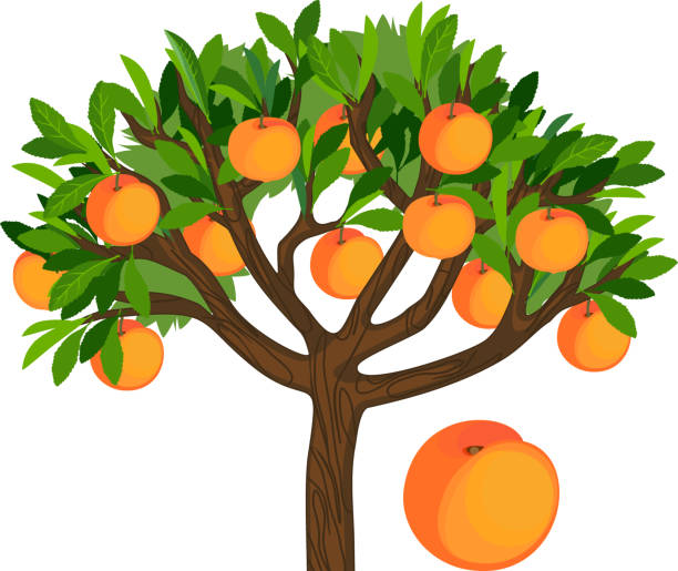 istock Peach tree with green leaves and ripe fruits isolated on white background 1220401326