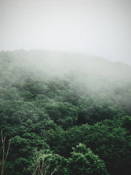 istock foggy mountain forest with dark moody green trees 1220401719