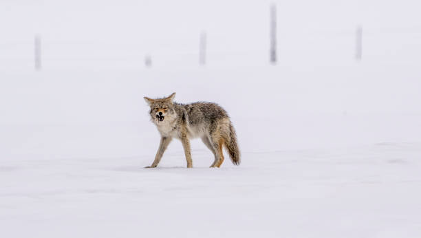 istock Coyote Catches Rodent 1220401759