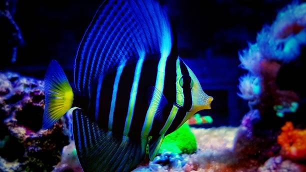 парусфин тан рыба - (зебрасома veliferum) - sailfin tang стоковые фото и изображения