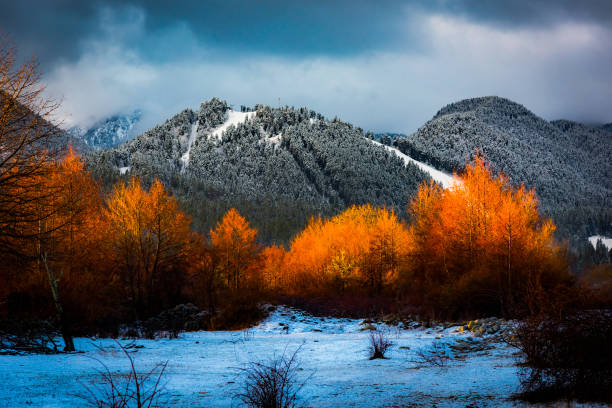 istock sunrise trees foot of the mountains 1220402436